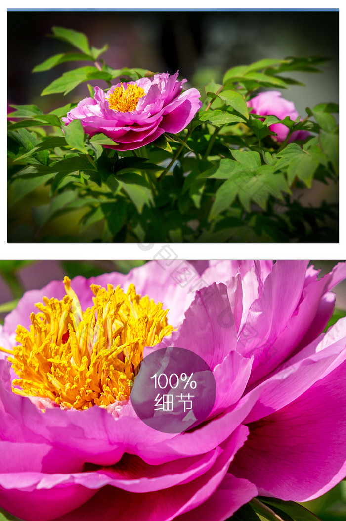 大气紫色牡丹花摄影图片