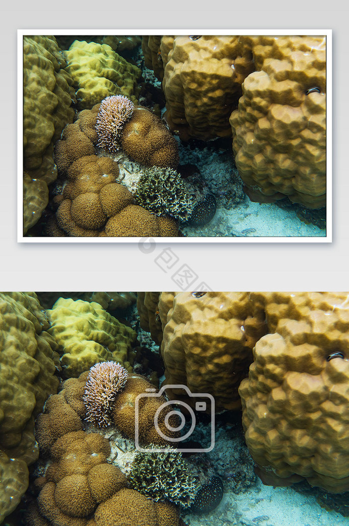 海底世界珊瑚群鱼鳞状珊瑚暗礁摄影图图片