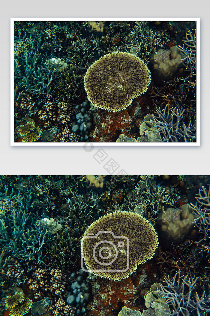 七彩多种珊瑚群摄影图