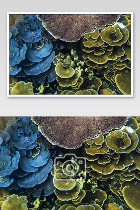 海底世界海底双色灵芝珊瑚摄影图
