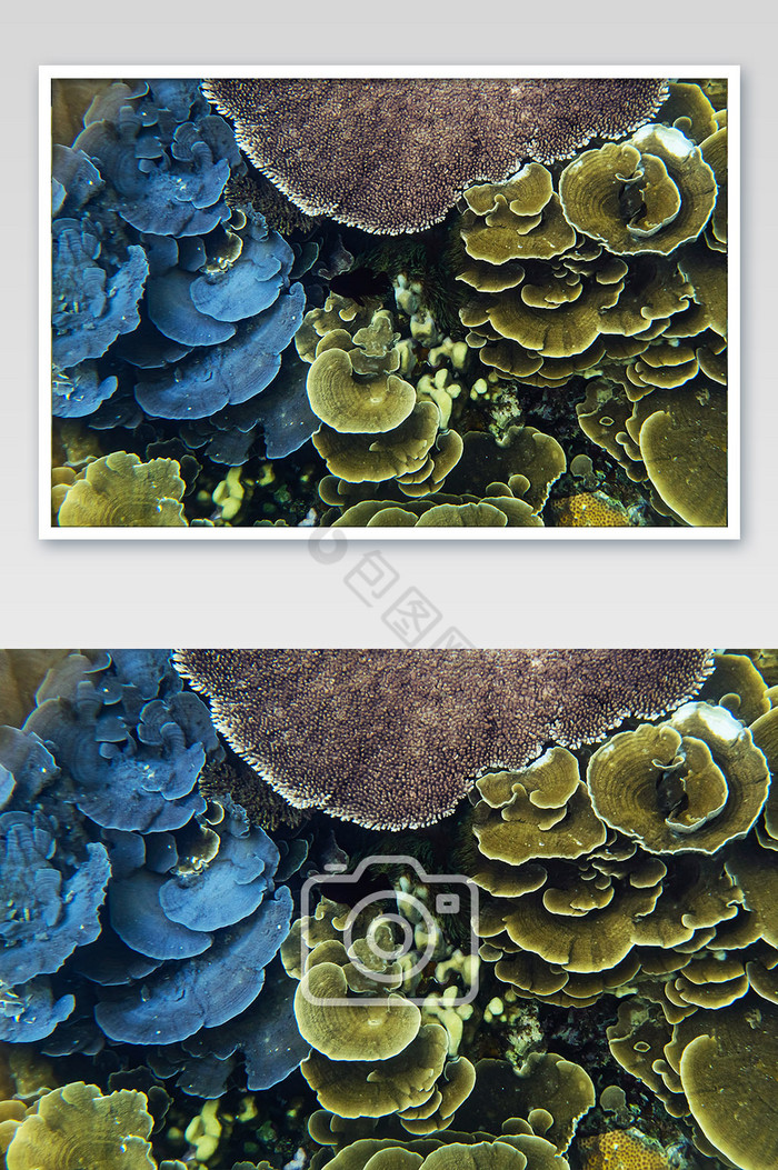 海底世界海底双色灵芝珊瑚摄影图图片