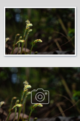 春天欣欣向荣的生长嫩芽摄影图