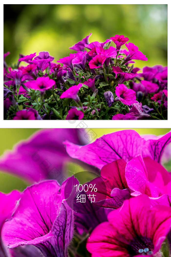 紫色喇叭花摄影图片