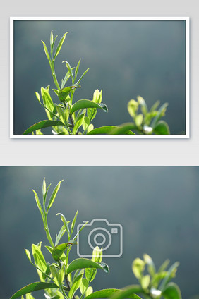 茶叶青嫩小叶特写图片