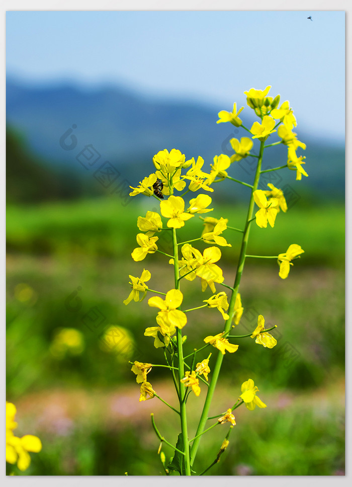 春天的南方油菜花摄影图片