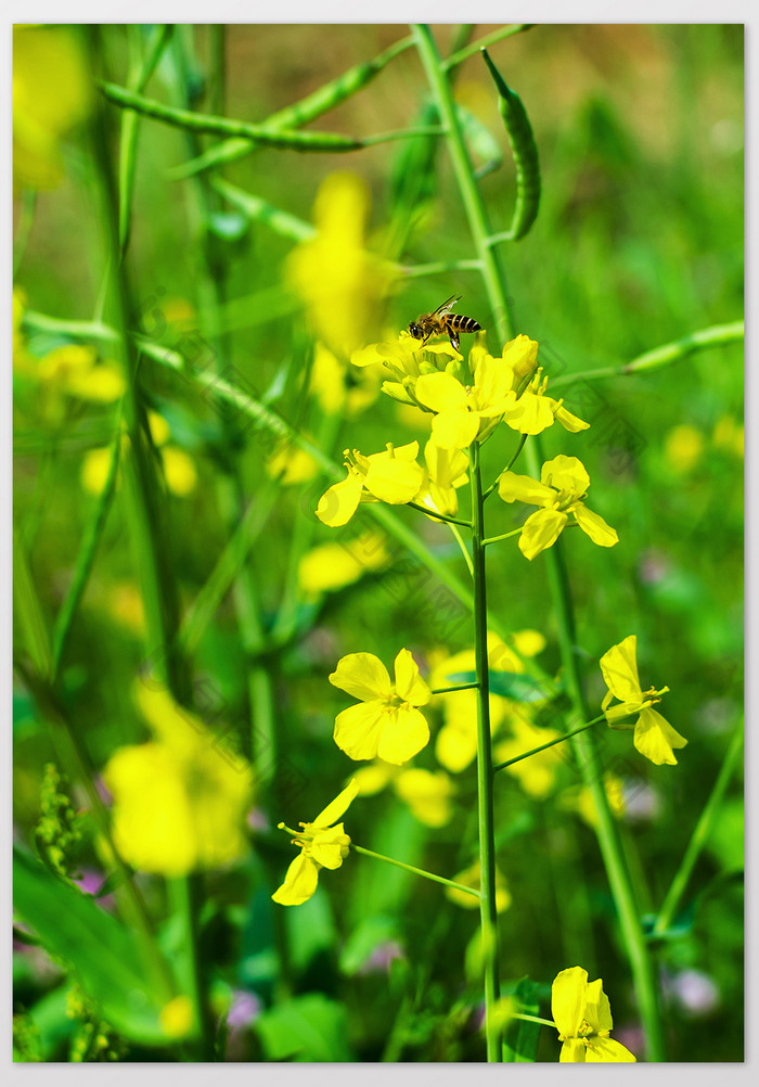 蜜蜂在油菜花上采蜜特写摄影图片