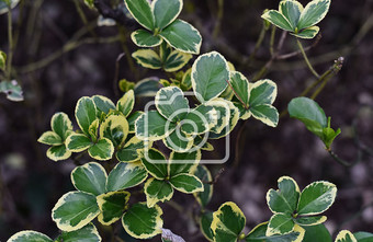 观叶植物金边黄杨摄影图片1图片