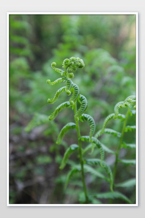 自然风景绿色植物蕨类摄影图片