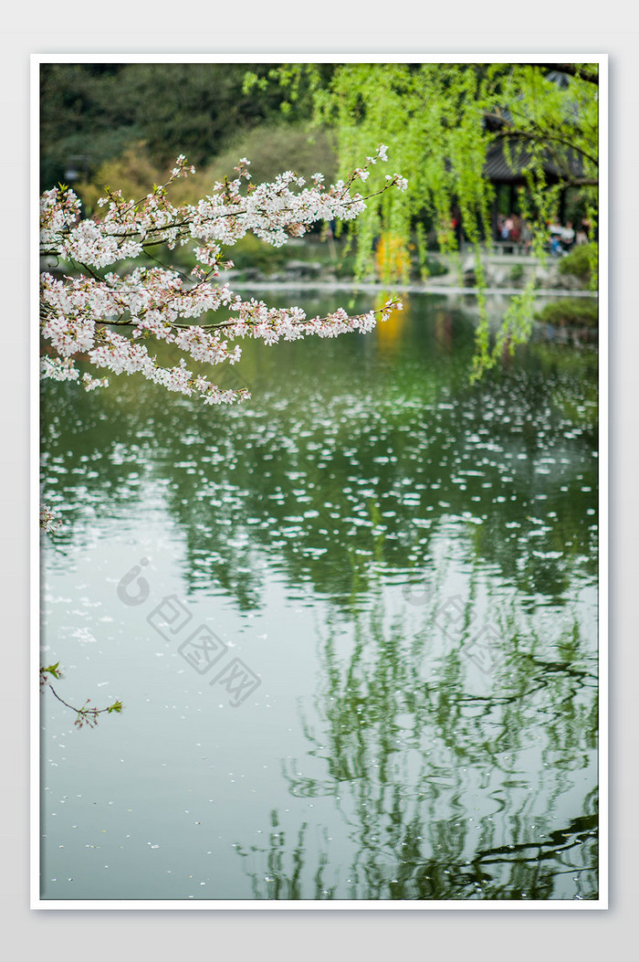 西湖春天樱花盛开翠柳倒影摄影图
