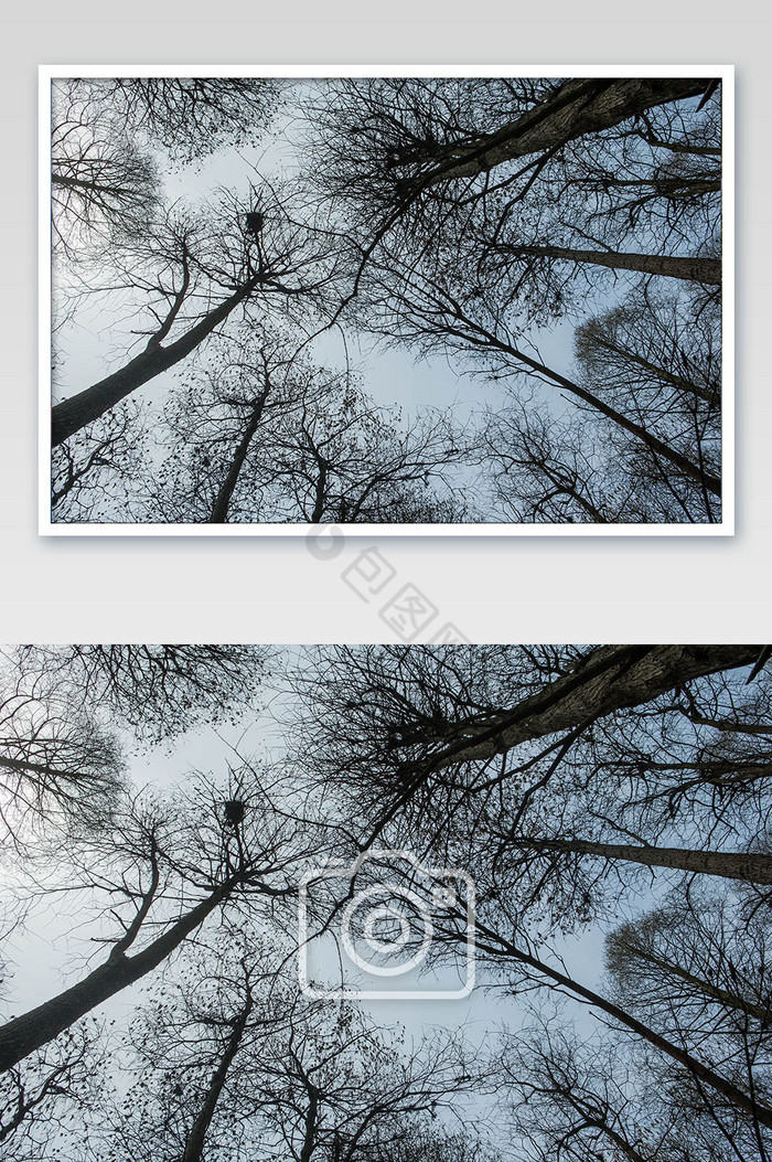 西湖矗立红杉杉树春天天空剪影摄影图图片