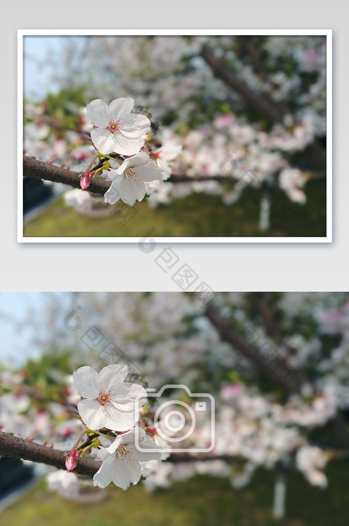 粉色桃花花枝摄影图