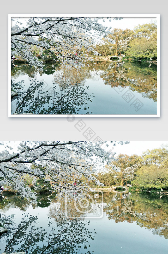春意西湖樱花盛开湖面倒影摄影图