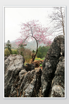 乡村山石桃树桃花摄影图