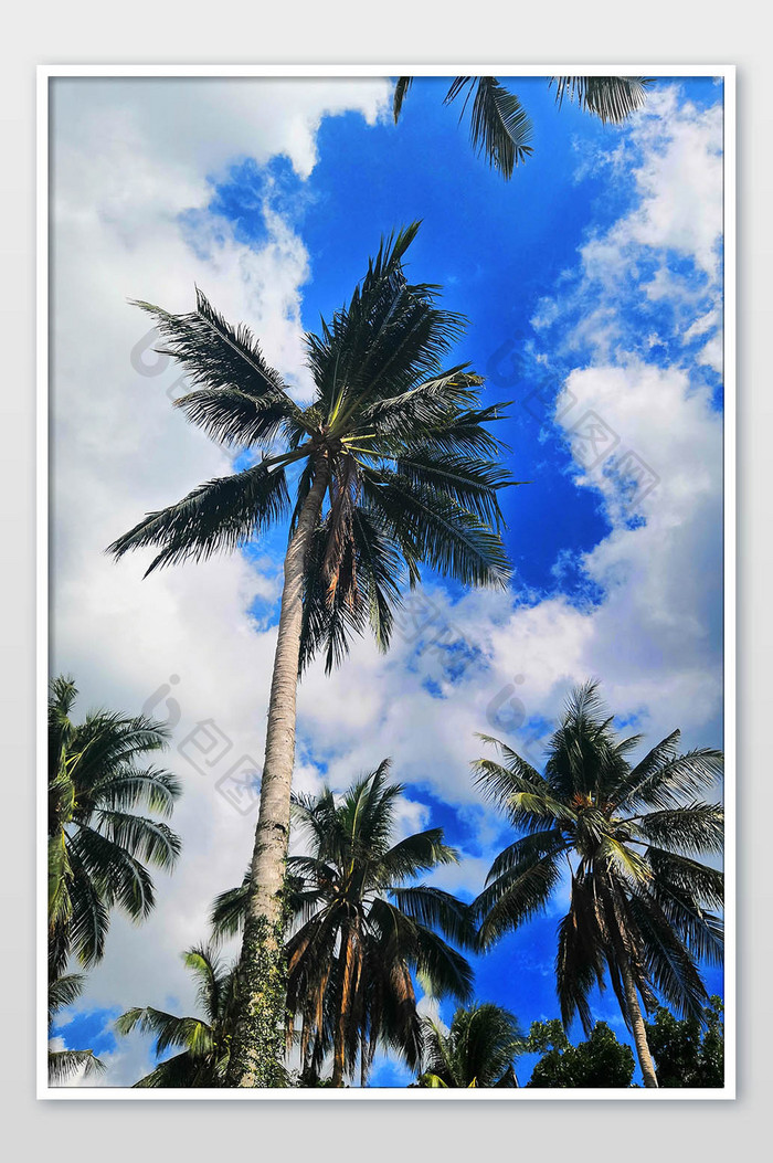 亚热带蓝天白云海边椰树摄影图