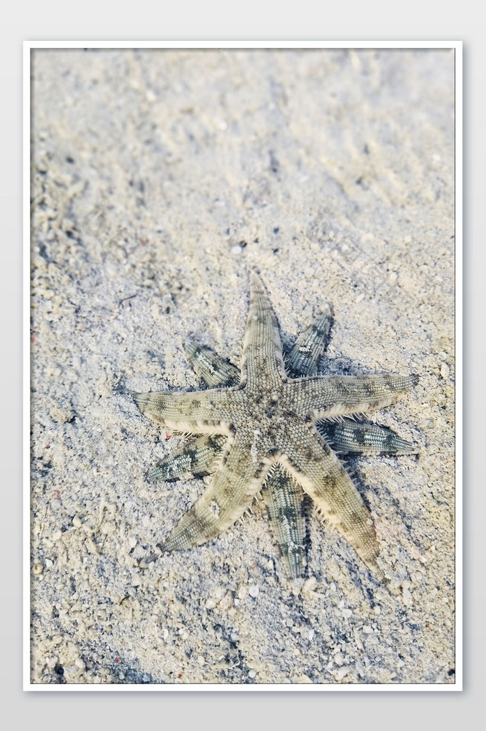 沙滩海水里的海星摄影图