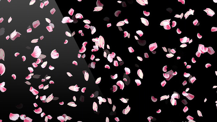 2组带通道花瓣飘落背景装饰视频素材