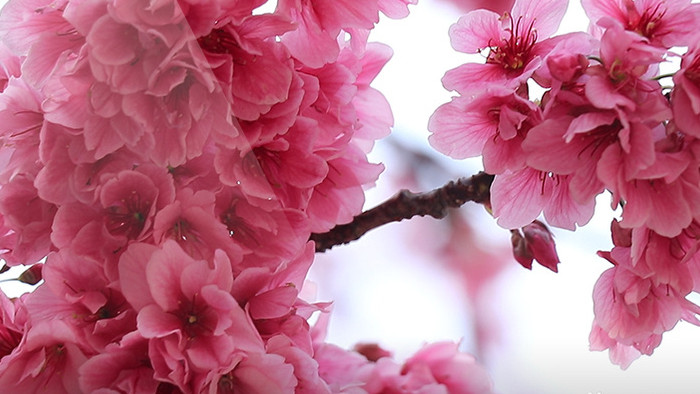 风舞动中的樱花4k视频素材