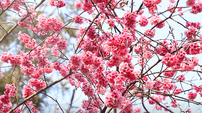 漂亮迷人的日本樱花4k视频素材