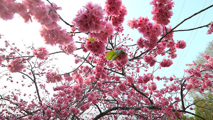 阳光照射下的樱花4k视频素材