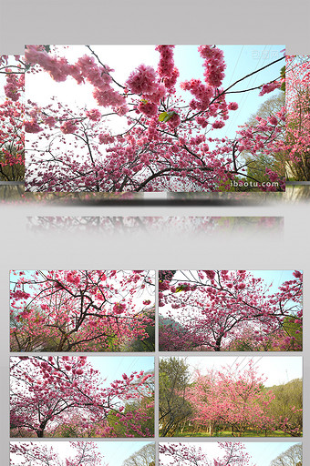 阳光照射下的樱花4k视频素材图片