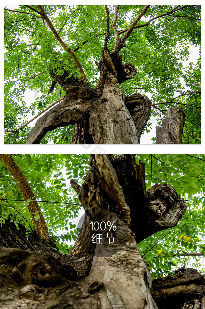 大中槐树摄影图片