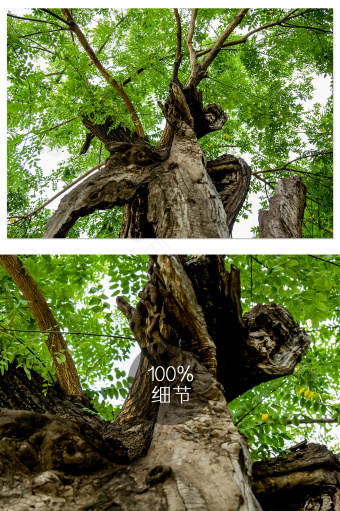 槐树图片-槐树素材免费下载-包图网