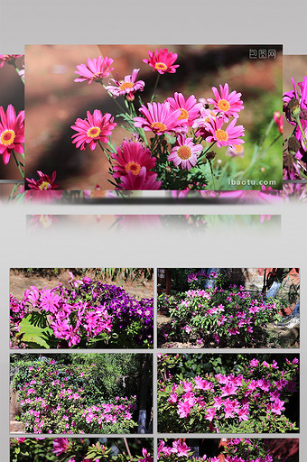 鲜花齐放的春天视频素材图片