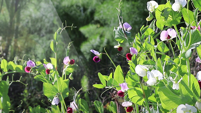 豌豆菜花茴香视频素材