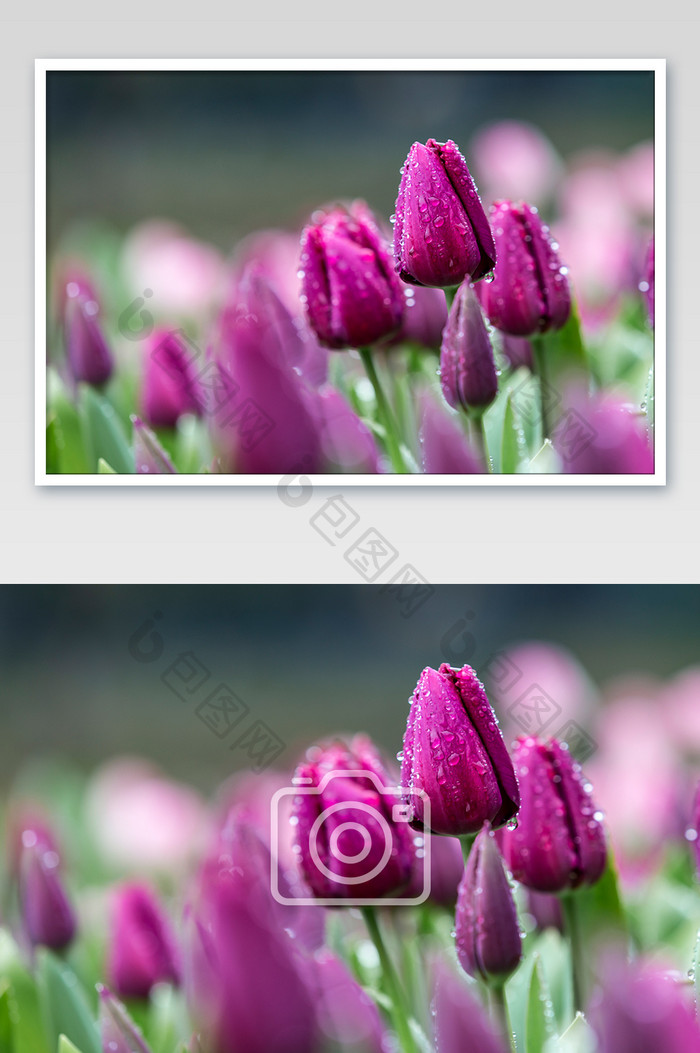 紫色郁金香雨后摄影图片