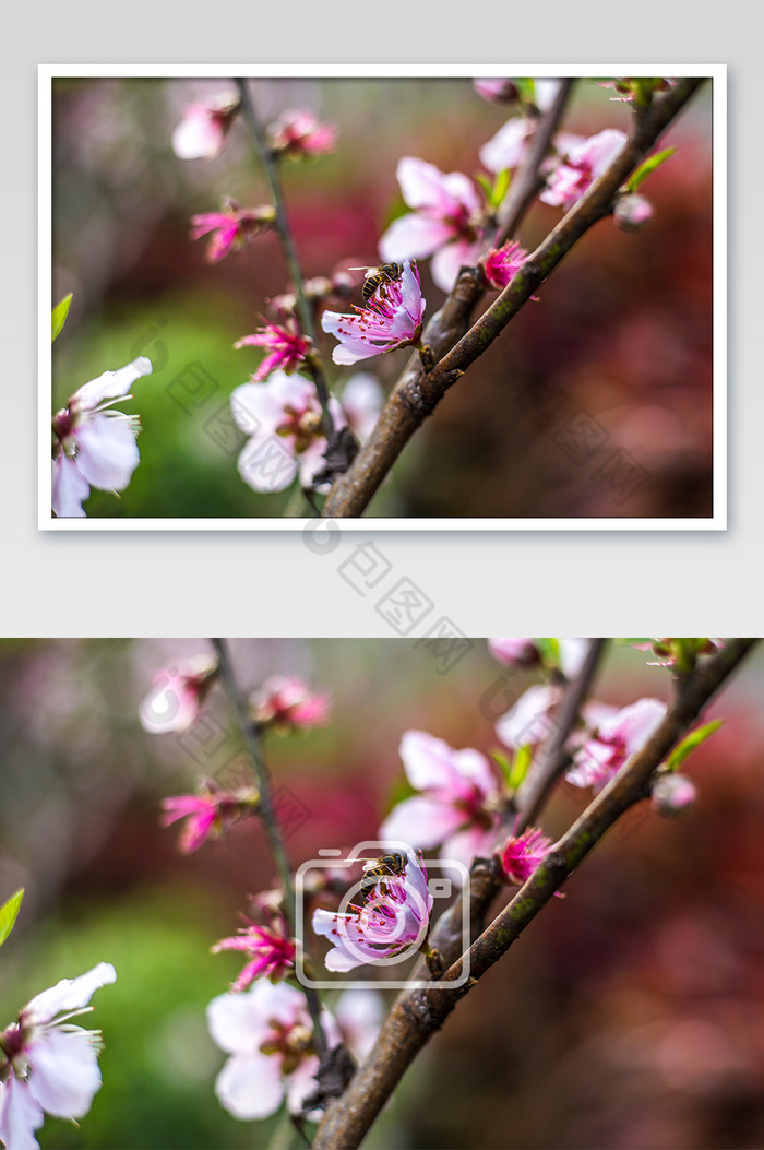 春天花丛里的蜜蜂摄影图片图片