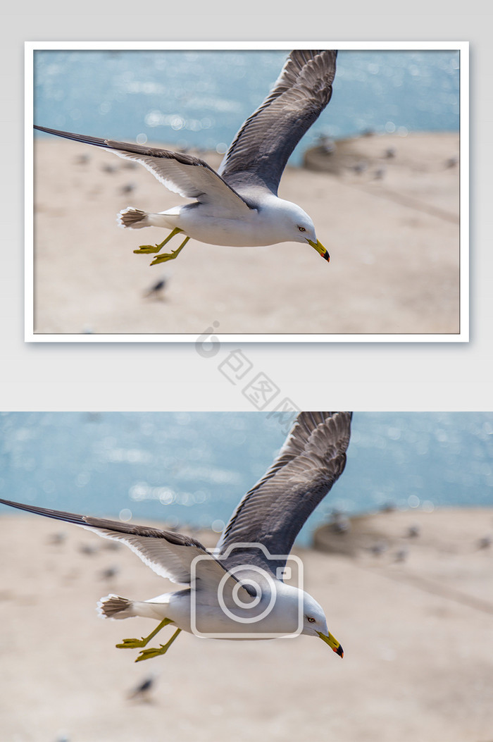 大连星海海边的海鸥摄影图片