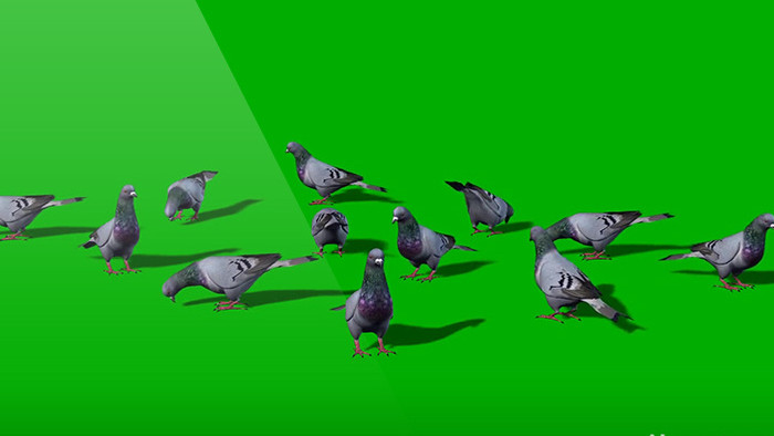 一群鸽子在地上停留鸽子动物企业宣传背景