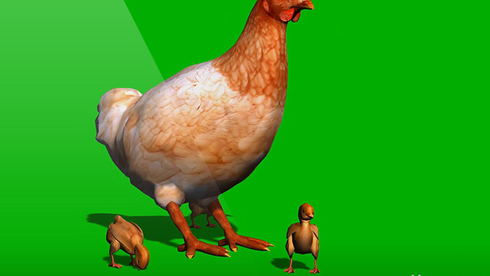 母鸡小鸡一起着地上的小米动画视频元素