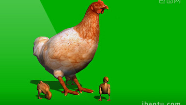 [小鸡鸡视频素材]图片下载_小鸡鸡视频素材设