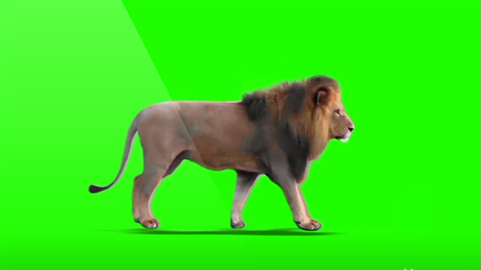 动物狮子行走大气企业宣传相关视频素材