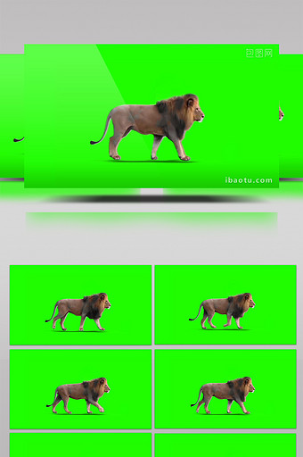 动物狮子行走大气企业宣传相关视频素材图片