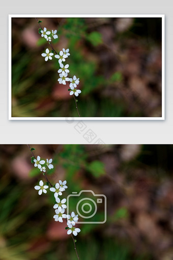 白色个性小花摄影图片