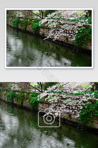 春雨中的樱花缤纷摄影图片