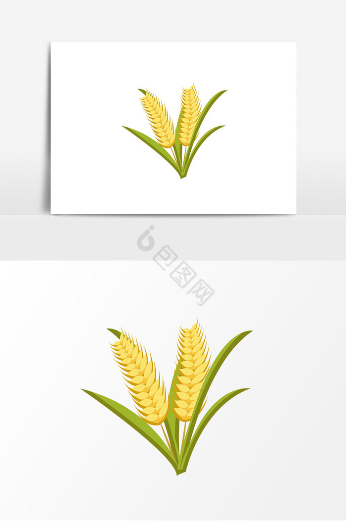麦子图片