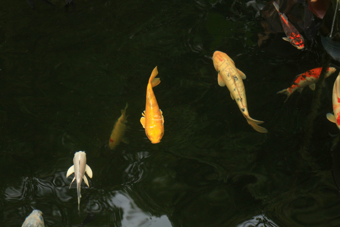 池子里的锦鲤观赏鱼