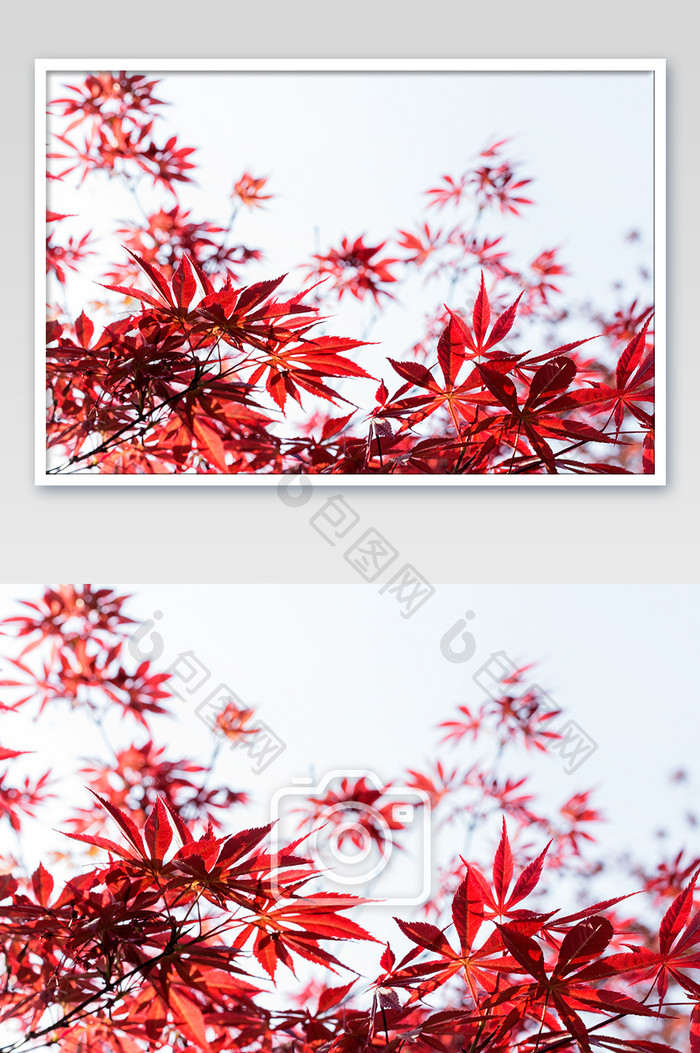 红叶小枫叶树叶枝叶设计素材白底高清大图
