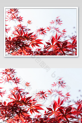红叶小枫叶树叶枝叶设计素材白底高清大图图片