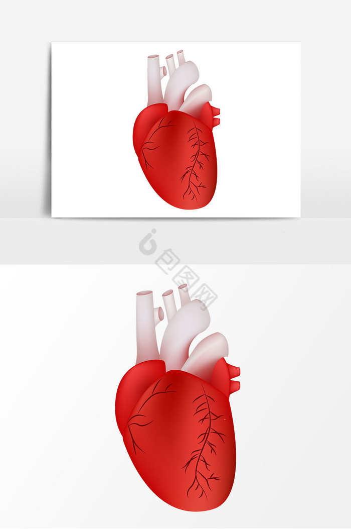 心脏图片