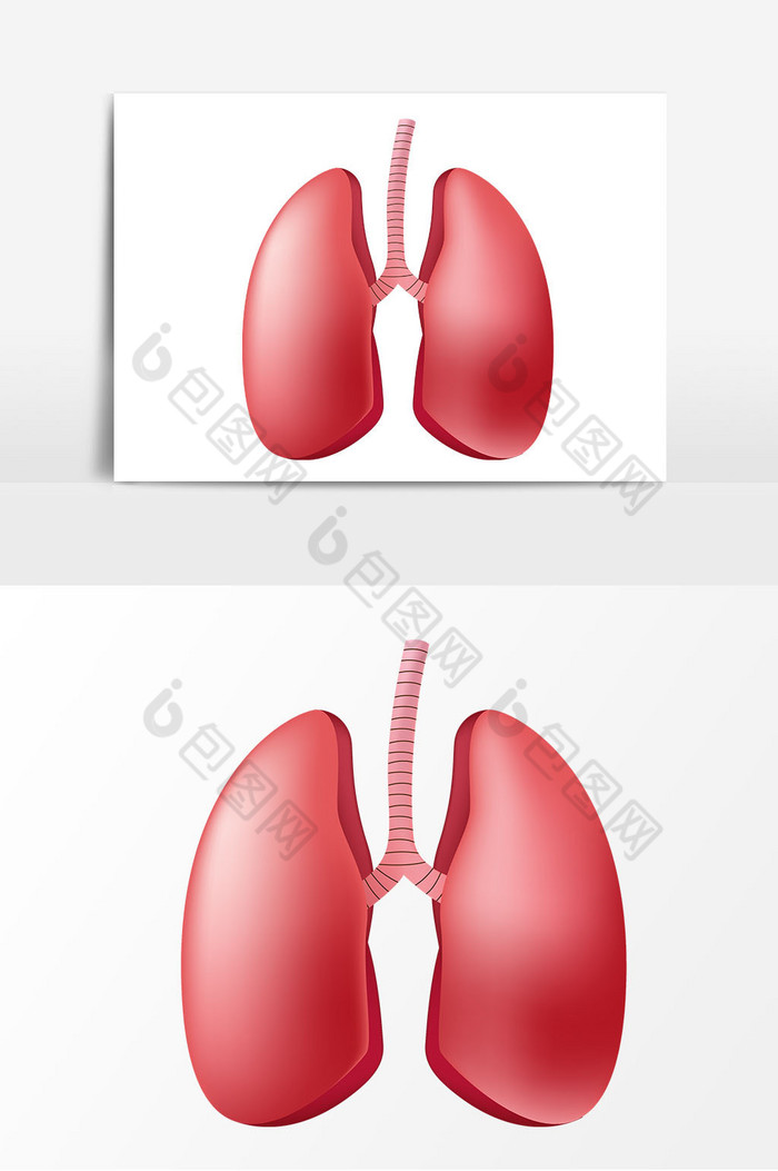 肺子图片图片