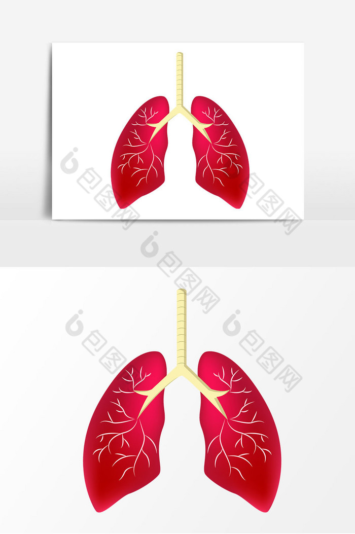 肺叶图片图片
