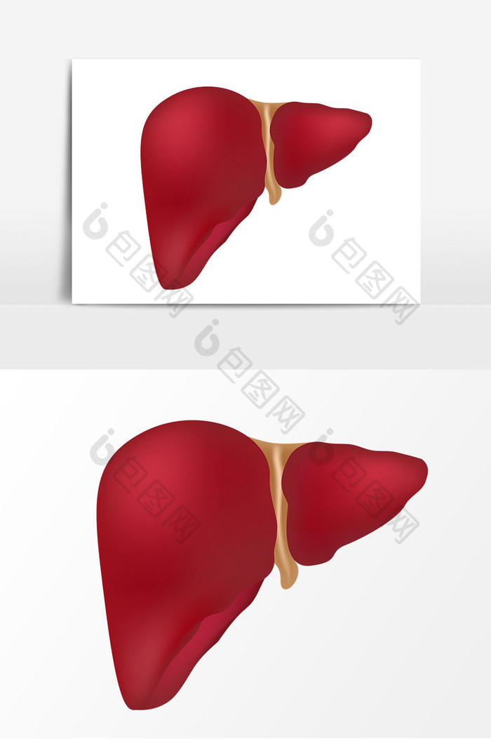 手绘红色肝脏矢量元素