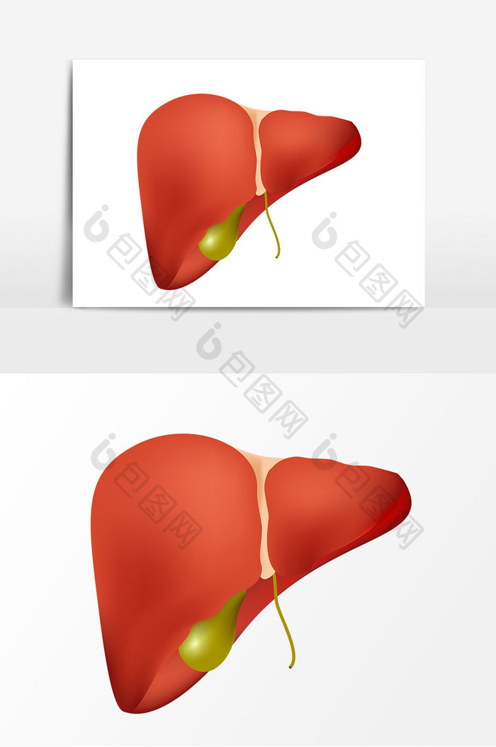 手绘肝脏矢量元素