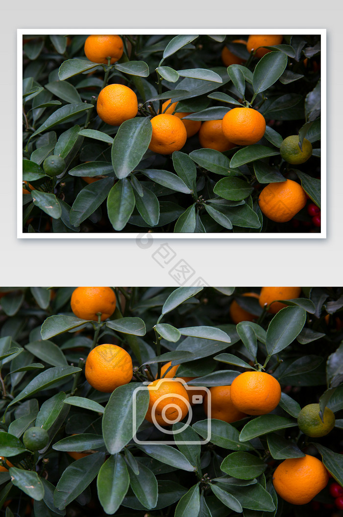 秋桔金桔摄影图片