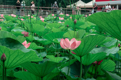 夏天公园荷花池中盛开的荷花