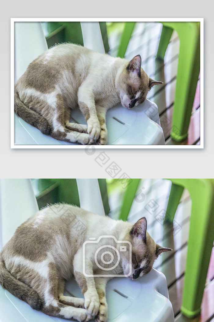 灰白色可爱猫咪睡觉摄影图片图片